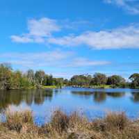 A Tranquil Escape with Kangaroos