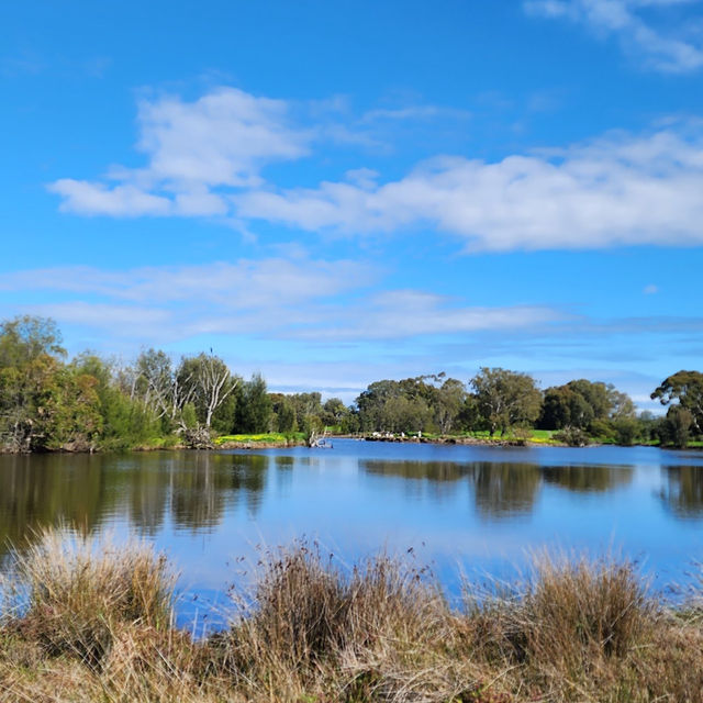 A Tranquil Escape with Kangaroos