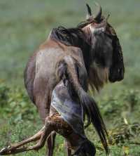 5 Day Tanzania Wildlife Safari Explore Serengeti, Ngorongoro Crater Lake Manyara and Tarangire