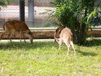 เที่ยวดูไดโนเสาร์ที่ Pattaya 