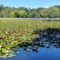 Lake Te Koo Utu, Cambridge, New Zealand