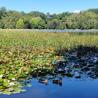 Lake Te Koo Utu, Cambridge, New Zealand