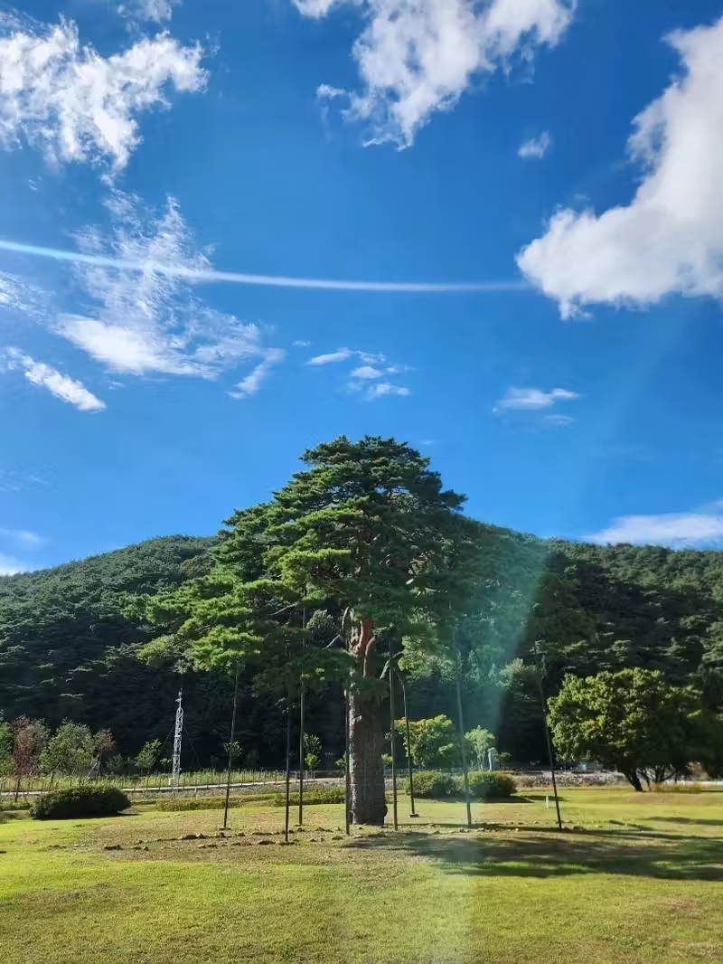 💛오랜시간의 위엄을 느낄 수 있는 보은 여행코스, "정이품송"💛