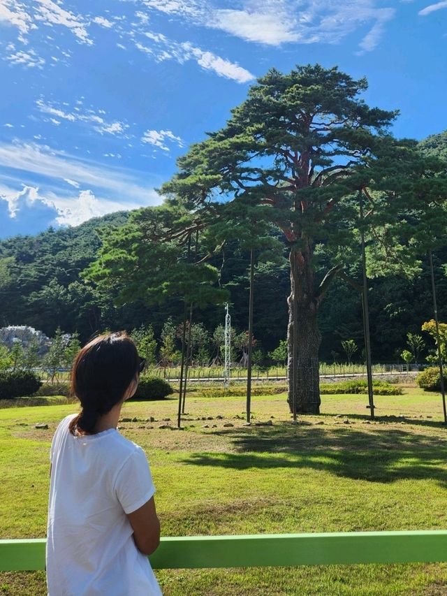 ❣️충북보은 데이트시 둘러보기 좋은 코스,"정이품송"❣️