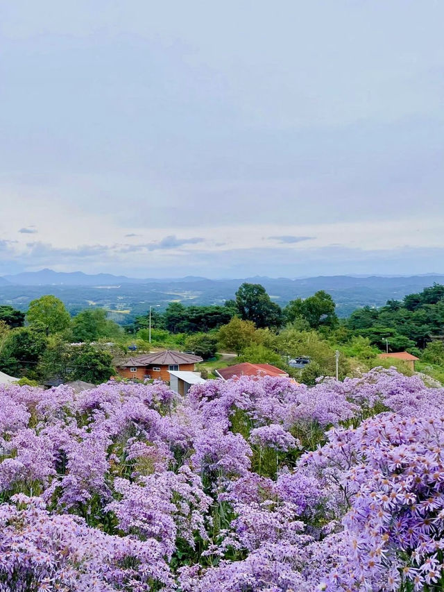 연보라빛 꽃밭과 함께 💜🍁가을의 선선한 날씨와 자연을 구경해보세요💜