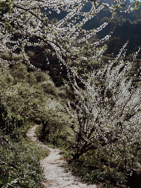 The plum blossom season in Moc Chau, Vietnam