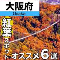 【保存必須!!】2024 大阪の紅葉スポット