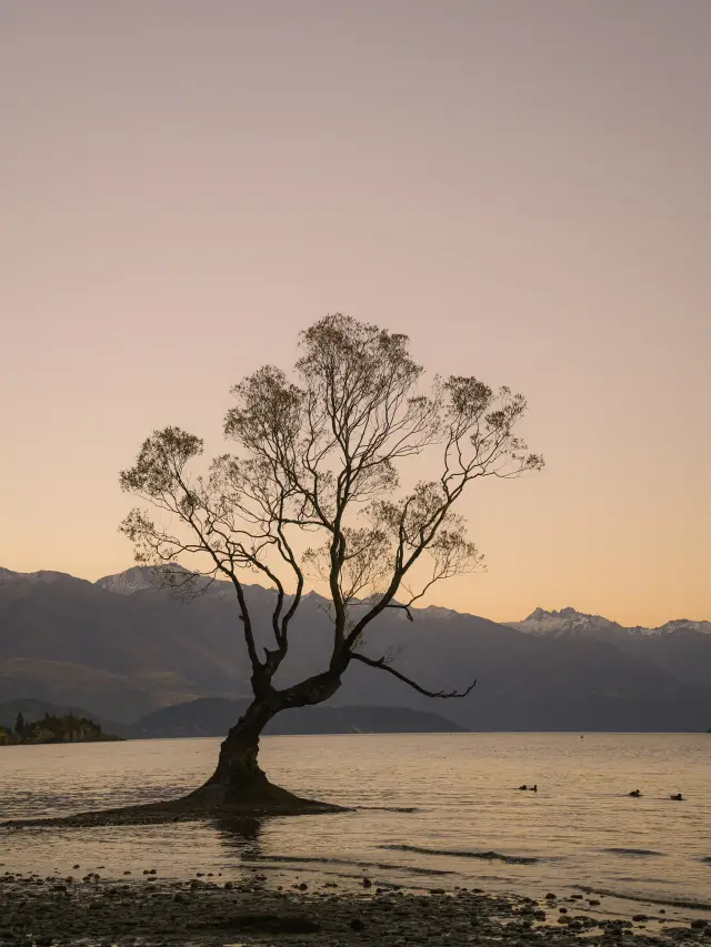 紐西蘭🇳🇿｜瓦納卡必打卡的樹 #thatwanakatree