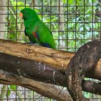 Zoobic Safari - The Jungle Outta City.