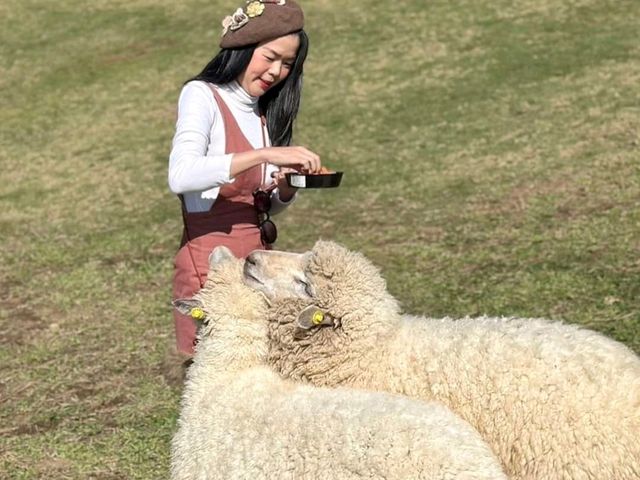 อาข่า ฟาร์มวิลล์ (Akha FarmVille)