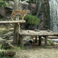 Arghhhh Autumn Tiger Valley in Everland 