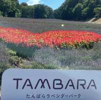 【群馬】ラベンダー畑🪻がみれる公園