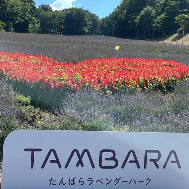 【群馬】ラベンダー畑🪻がみれる公園
