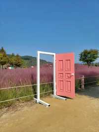 포토존 가득 핑크뮬리 인생샷맛집은 여기🩷