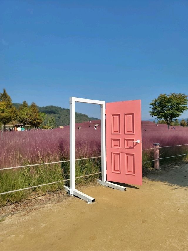 포토존 가득 핑크뮬리 인생샷맛집은 여기🩷
