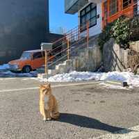 오렌지색 포인트, 디저트맛집🧡
