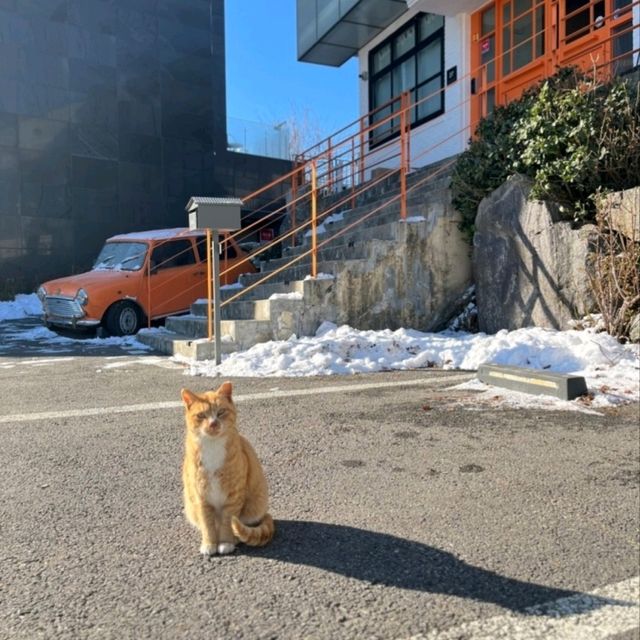 오렌지색 포인트, 디저트맛집🧡