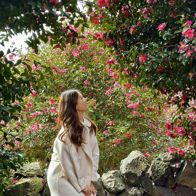 겨울 제주의 붉은 낭만, 동백수목원에서 만나는 동백꽃의 매력🌺