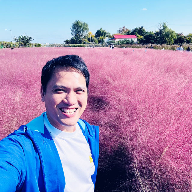 Pink Paradise: Pyeongtaek’s Autumn Gem