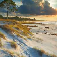 Cumberland Island (Georgia)