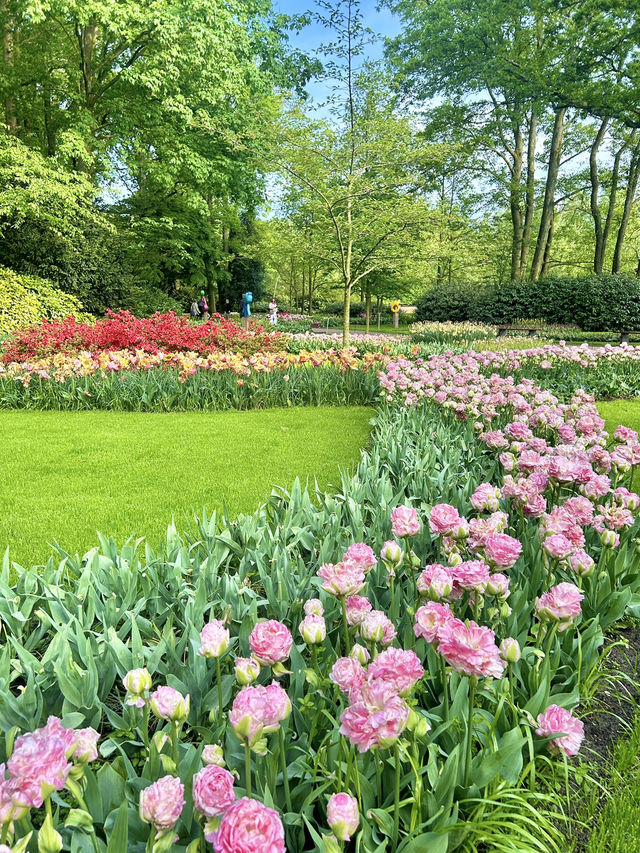 Step into a fairytale of blooms at Keukenhof next year spring.