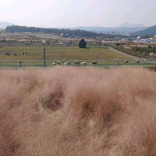 제주도의 새별오름을 올라보자!!!