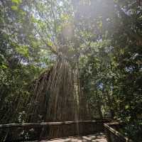 Explore the Natural Beauty of Atherton Tablelands
