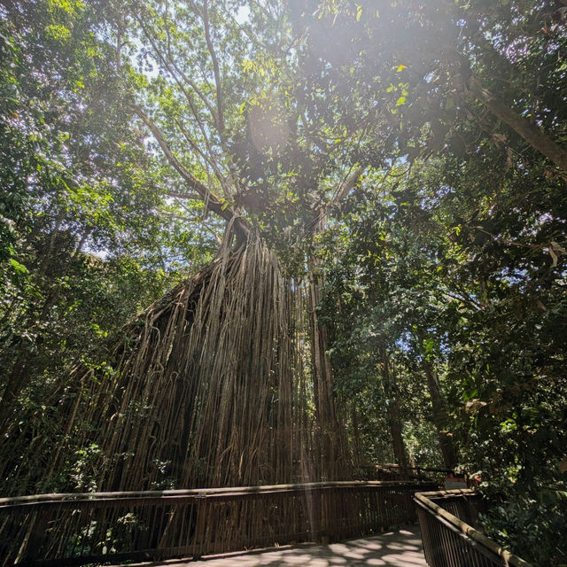 Explore the Natural Beauty of Atherton Tablelands