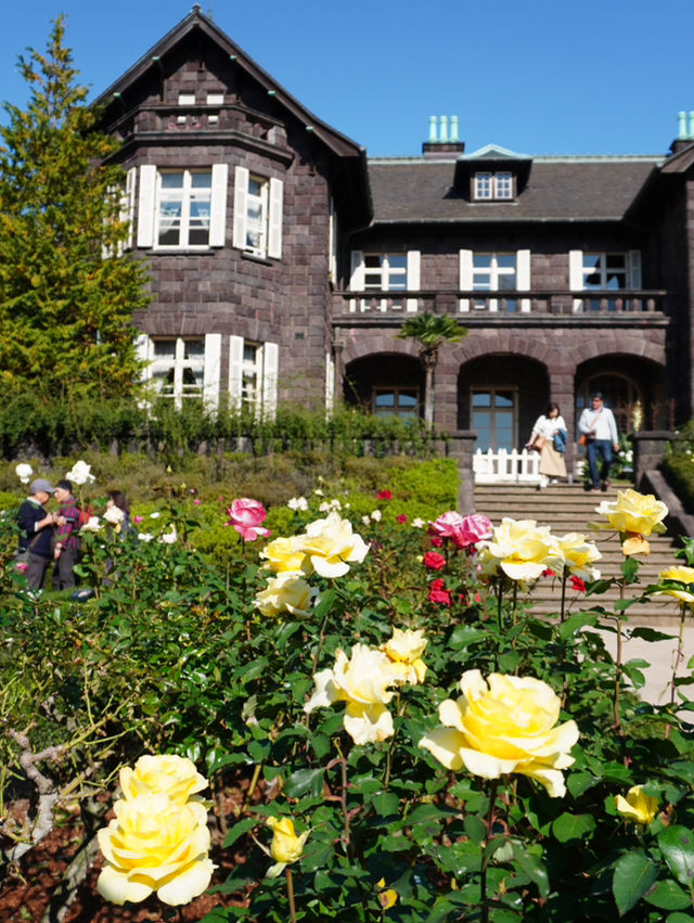 【東京×紅葉🍁スポット巡り】  旧古河庭園  薔薇と紅葉が愛でられる