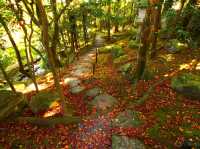 【滋賀県】滋賀の名勝逆さ紅葉！旧竹林院