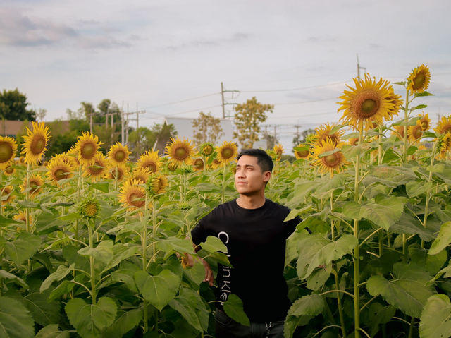 ไร่ทานตะวัน คีรีมันตรา (กาญจนบุรี) 🌻🌻🌻