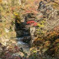 日本東北賞楓：鳴子峽與大深澤橋