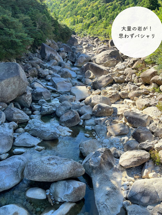 【屋久島】縄文杉を見にいくトレッキングツアーに参加した時の記録