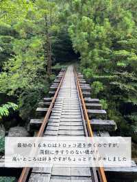 【屋久島】縄文杉を見にいくトレッキングツアーに参加した時の記録