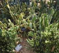 深圳仙湖植物公園