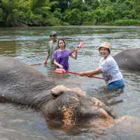 อาบน้ำน้องช้างที่ Elephants World 