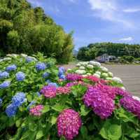 天拜山歷史自然公園，四季都可以觀賞到花卉自然風景的公園.