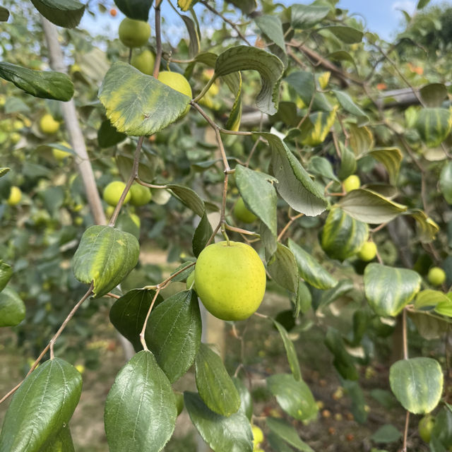 สวนพุดซานมสดของแทร่ วังน้ำเขียว🍏