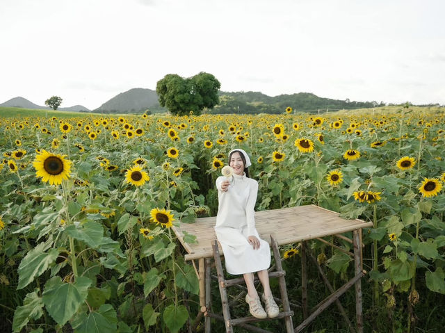 เที่ยวทุ่งทานตะวันรับสิ้นปี