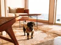愛犬と泊まれるプライベート邸宅「THE HOUSE MOROISO」