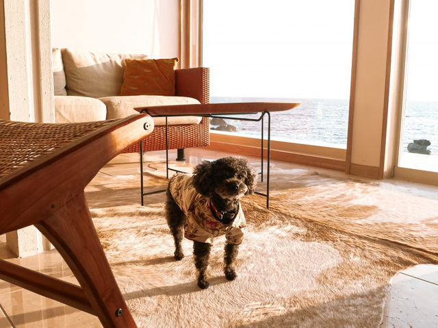 愛犬と泊まれるプライベート邸宅「THE HOUSE MOROISO」