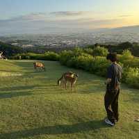 【奈良】奈良を訪れた際は外せない絶景スポット！！！！