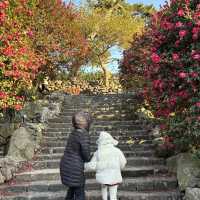 제주 겨울여행 필수코스 동백포레스트🌺