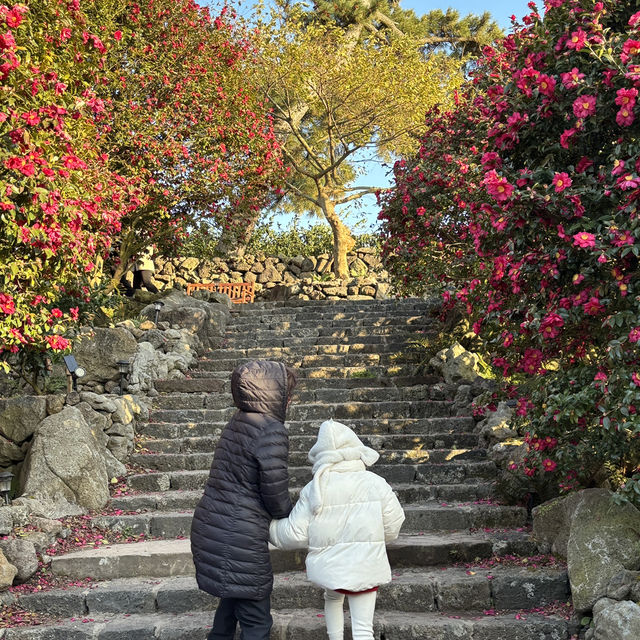 제주 겨울여행 필수코스 동백포레스트🌺