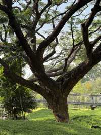 Benjakitti Park: A Peaceful Urban Oasis