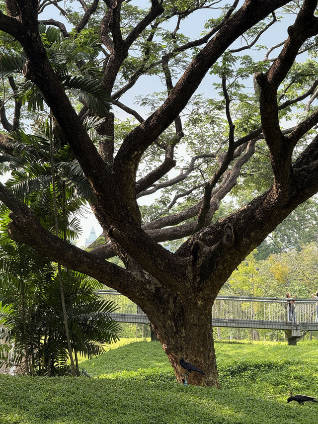 Benjakitti Park: A Peaceful Urban Oasis