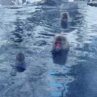 Snow Monkey Park in Nagano: The Cutest Experience Ever