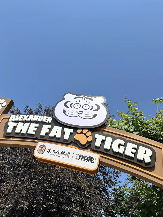 Siberian Tiger Park: Face-to-Face with the Kings of the Snow