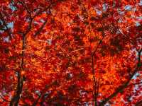 วัดกิโอจิ(Gio-ji Temple)