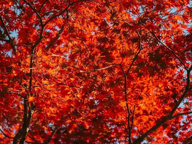 วัดกิโอจิ(Gio-ji Temple)